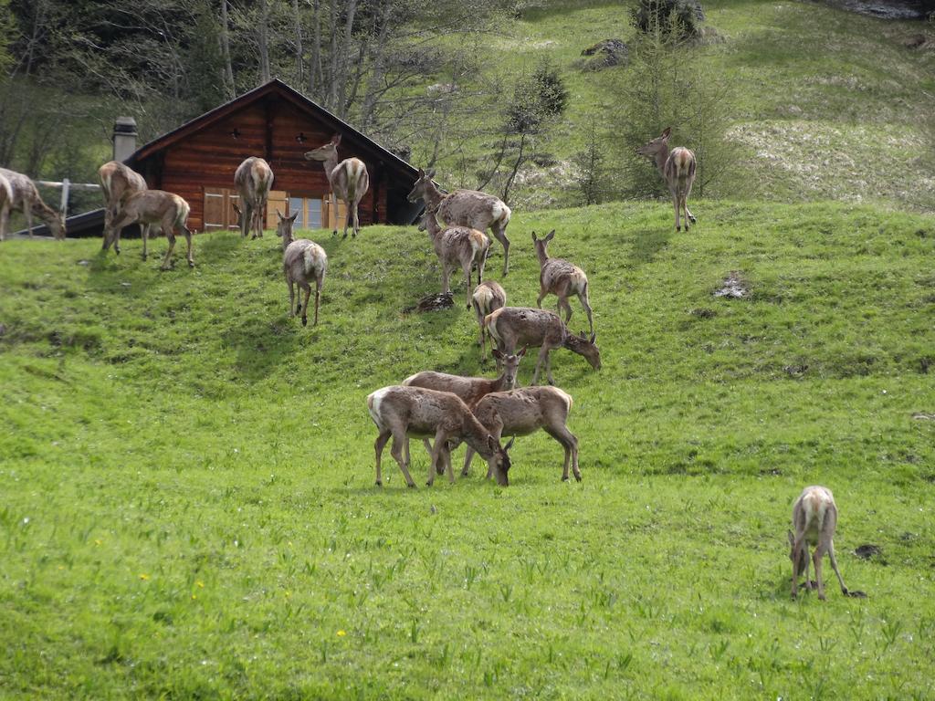 Chalet Edelweiss Hérémence Værelse billede